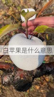 白苹果是什么意思